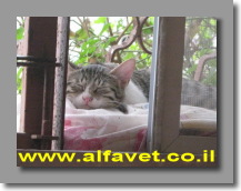 לולה על אדן החלון לולה על אדן החלון